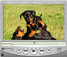 Videos - Deutsche Pinscher